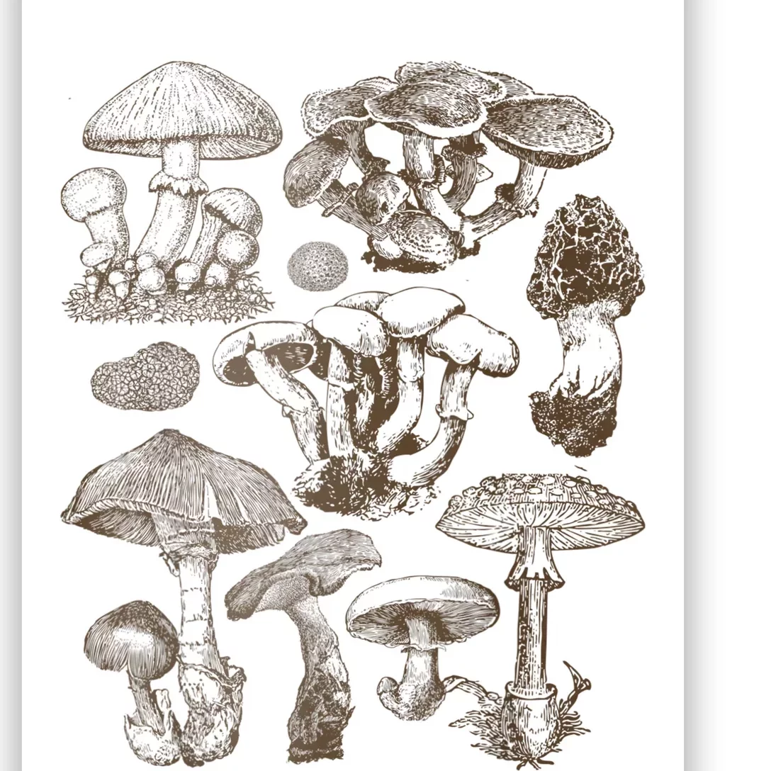 Mushroom Botanical Poster