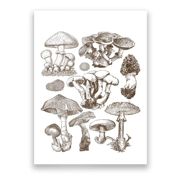 Mushroom Botanical Poster