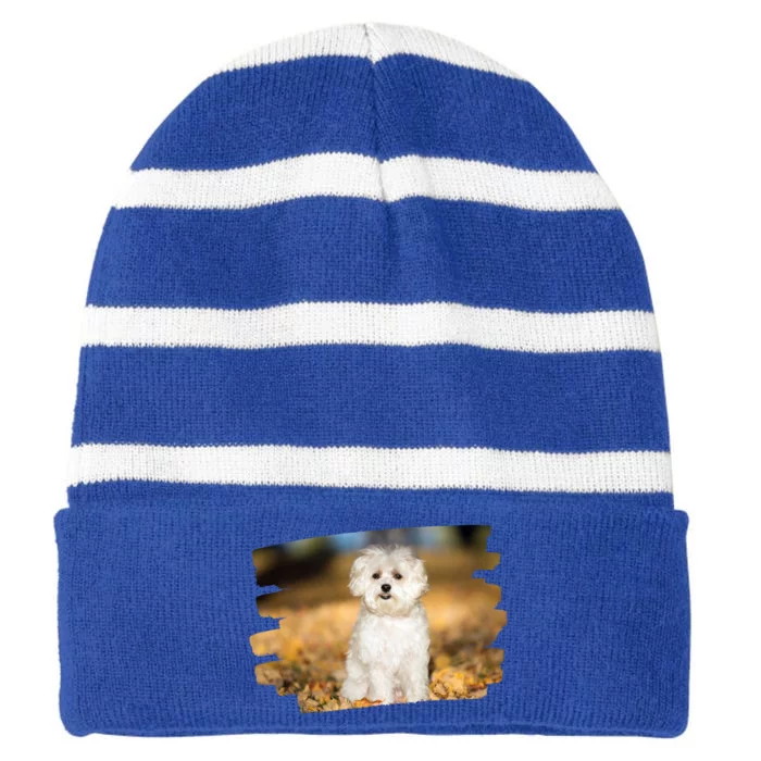 Maltese Dog Lover Gift Striped Beanie with Solid Band