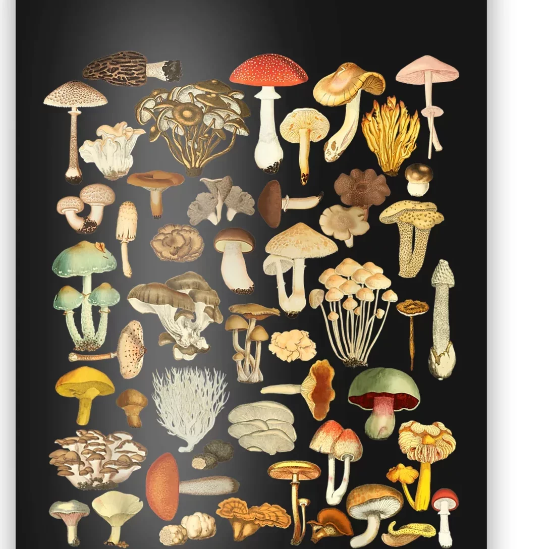 Mycology Fungi Foraging Mushroom Poster