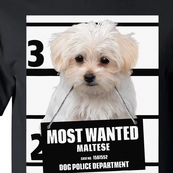 Most Wanted Maltese Terrier Dog Tall T-Shirt