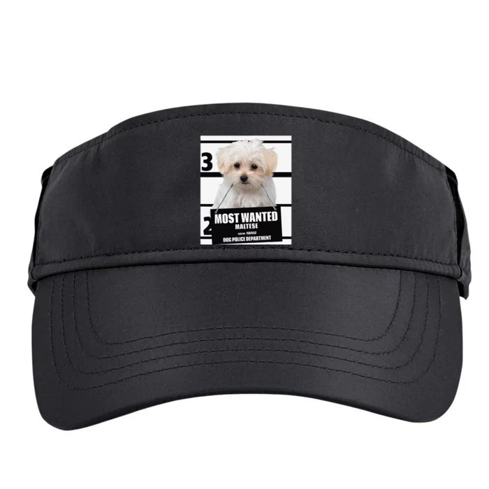 Most Wanted Maltese Terrier Dog Adult Drive Performance Visor