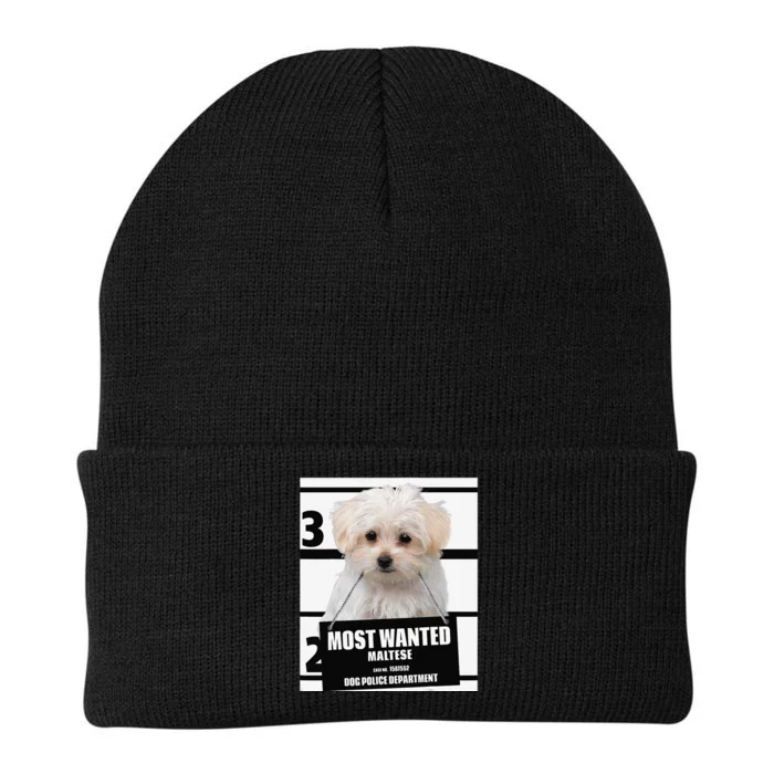 Most Wanted Maltese Terrier Dog Knit Cap Winter Beanie