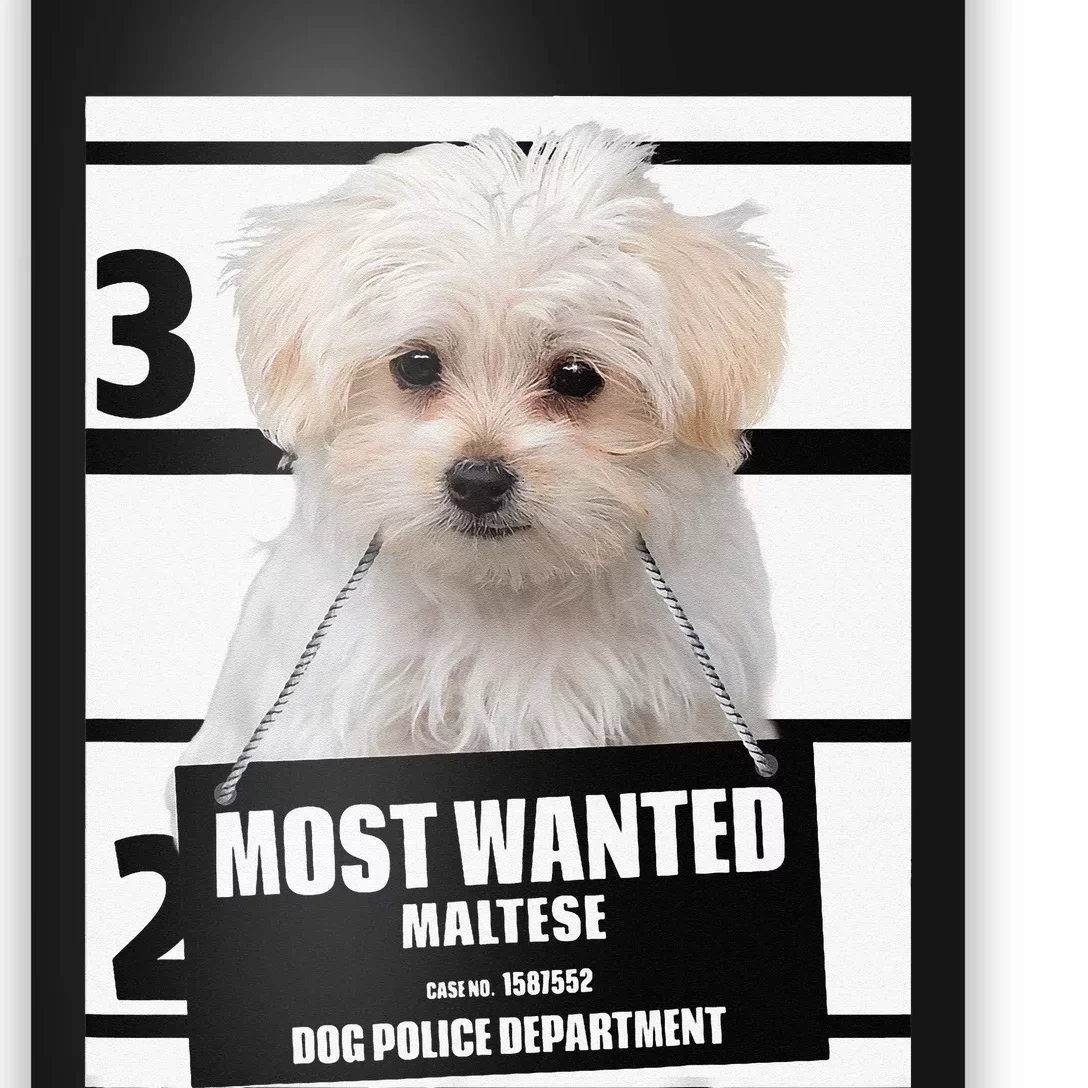 Most Wanted Maltese Terrier Dog Poster