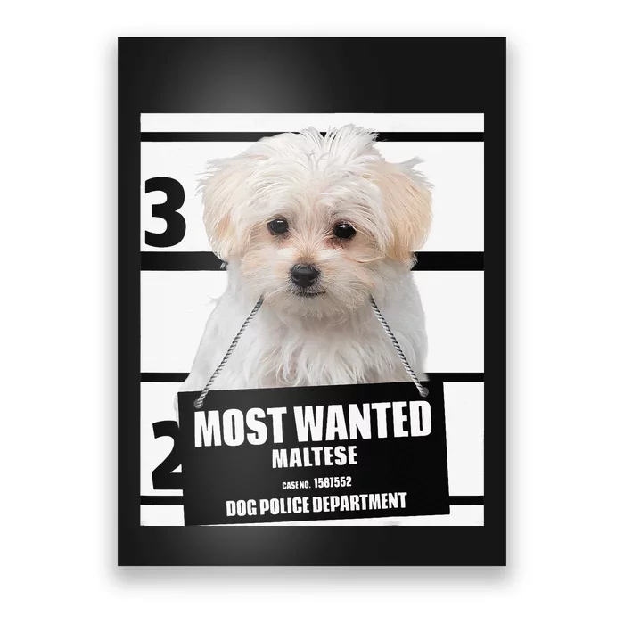 Most Wanted Maltese Terrier Dog Poster