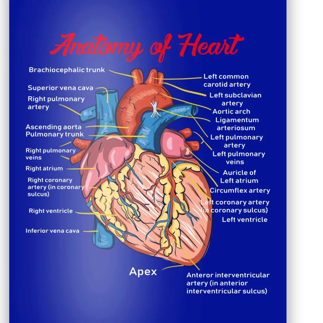 Nurse Anatomy Of Heart Art Gift Poster