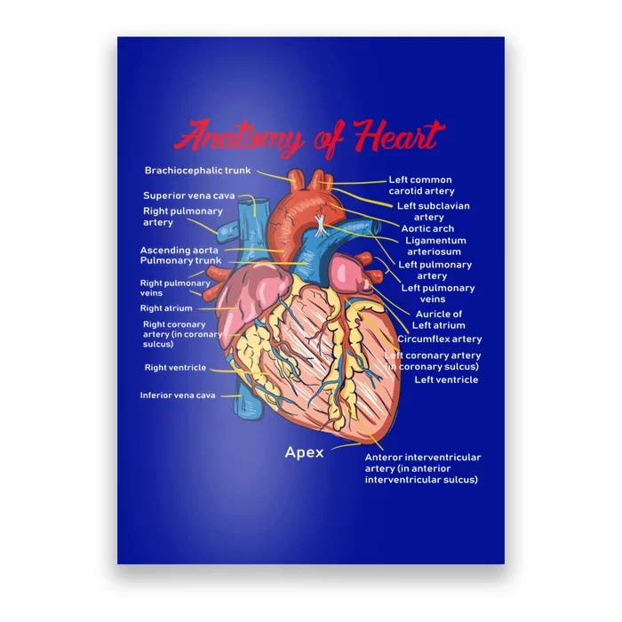 Nurse Anatomy Of Heart Art Gift Poster