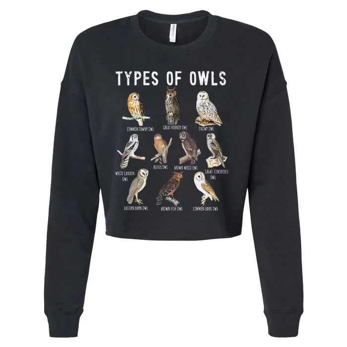 Owl Lover Types Of Owls Owls Of World Owl Cropped Pullover Crew