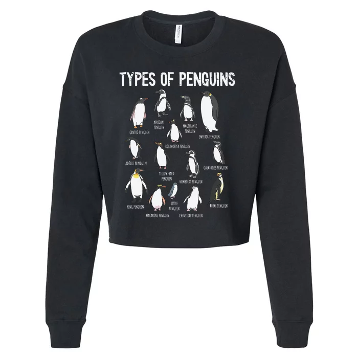 Penguin Lover Penguins Of The World Types Of Penguins Cropped Pullover Crew