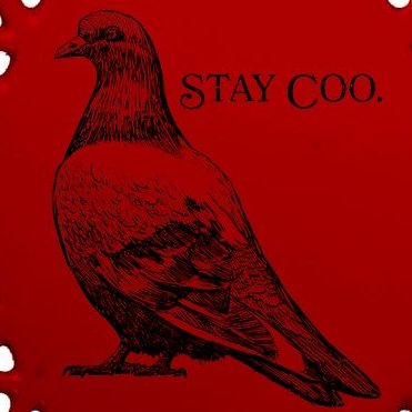 Stay Coo Pigeon Oval Ornament