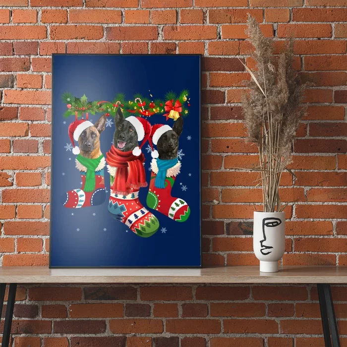 Three Dutch Shepherds In Christmas Socks Poster