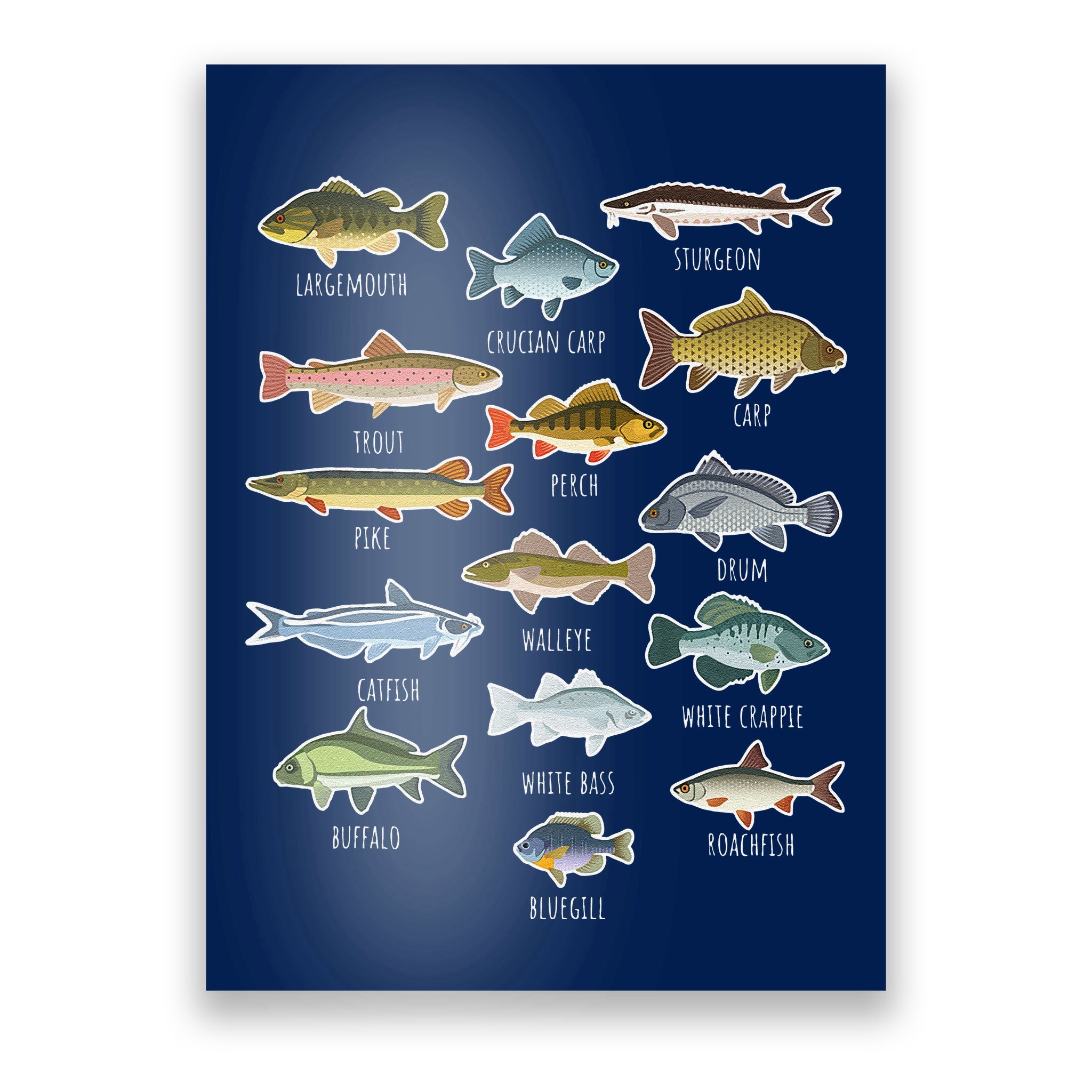 types-of-freshwater-fish-species-fishing-poster-teeshirtpalace