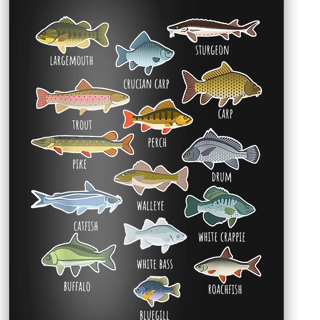 Types Of Freshwater Fish Species Fishing Poster