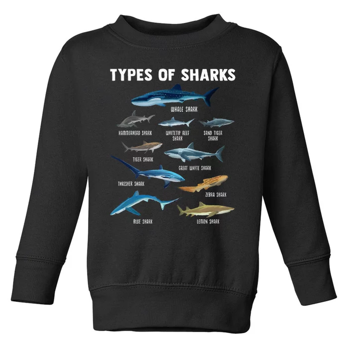 Types Of Sharks Shark Toddler Sweatshirt