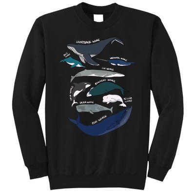 Types Of Whales Cute Ocean Mammals Guide Sweatshirts | TeeShirtPalace