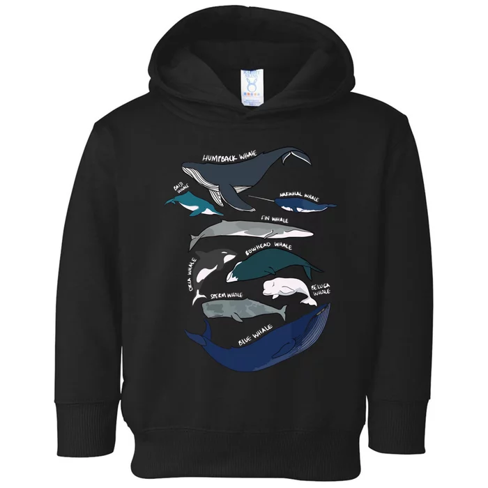 Types Of Whales Cute Ocean Mammals Guide Toddler Hoodie