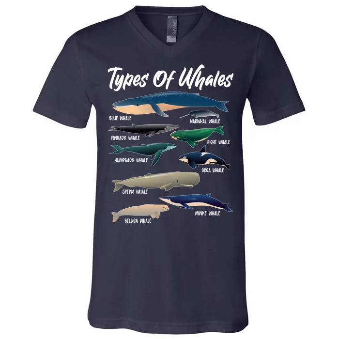 Types Of Whales V-Neck T-Shirt