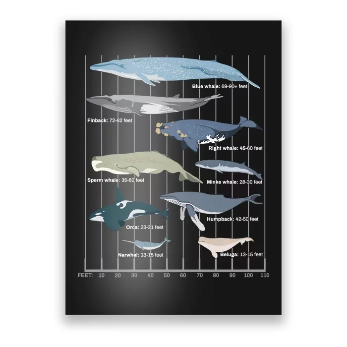 Types Of Whales Huge Whale Poster