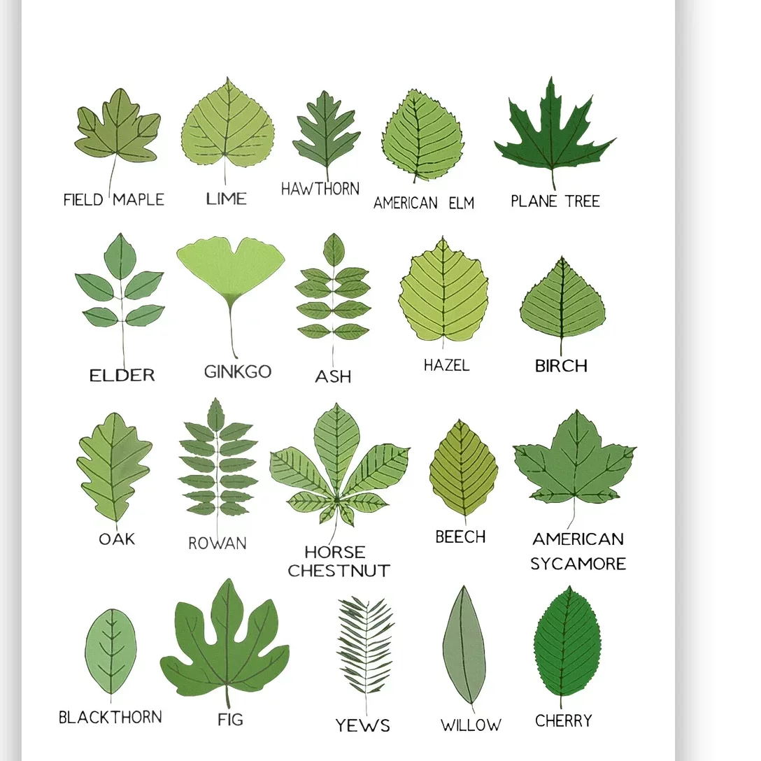 Variety of Leaf Patterns for Nature Enthusiasts Poster