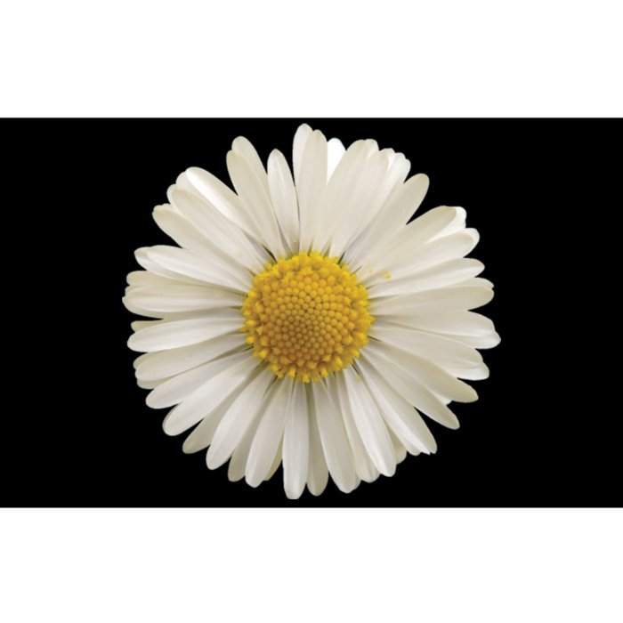 White Daisy Bumper Sticker